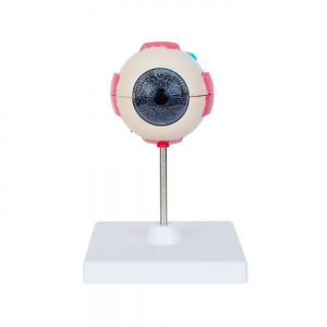 MODELO OFTALMO personalizada